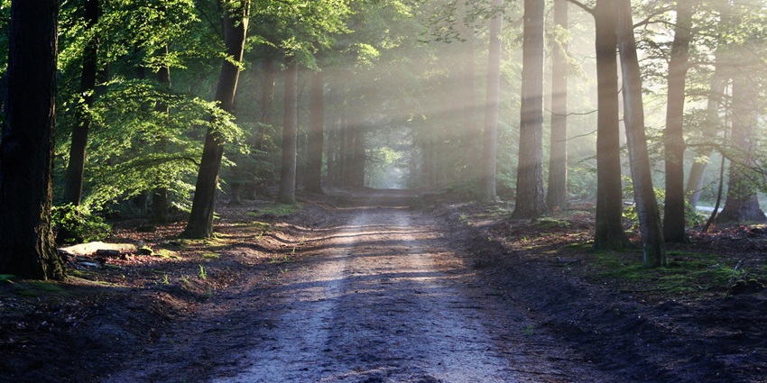 A sunlit tree-lined avenue with sunbeams shining through onto a peaceful dirt path.