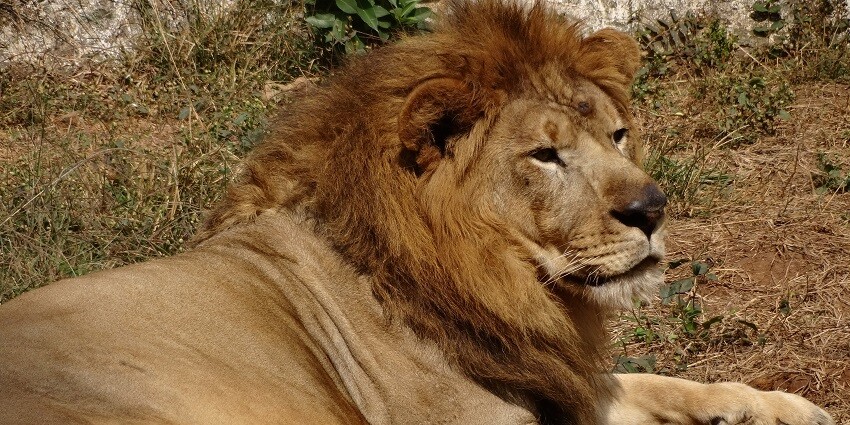 Explore the diverse flora and fauna at the serene Shimoga Wildlife Sanctuary.