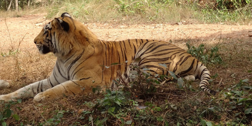 Tiger spotted at Shivamogga Zoo and Safari, a place to visit near Thirthahalli