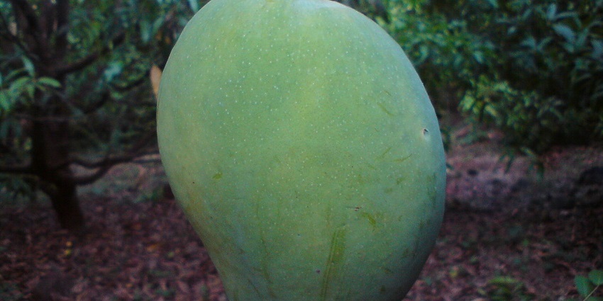 Indulge in famous mangoes and crafts, a unique thing to do in Ratnagiri.