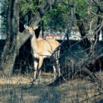 Explore the diverse wildlife at the famous Sultanpur National Park in Gurgaon.