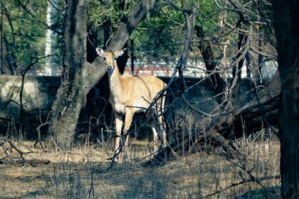 Explore the diverse wildlife at the famous Sultanpur National Park in Gurgaon.