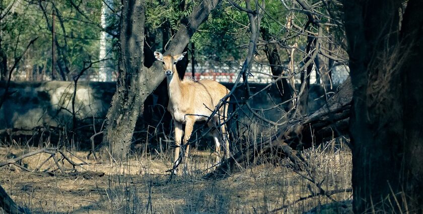 Explore the diverse wildlife at the famous Sultanpur National Park in Gurgaon.