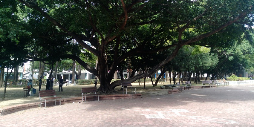 An image of a banyan tree at Siddhavat near the Kshipra River in Ujjain.