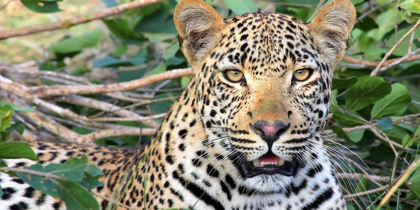 Silathoranam Zoo is one of the famous zoos in Tirupati and a popular destination.