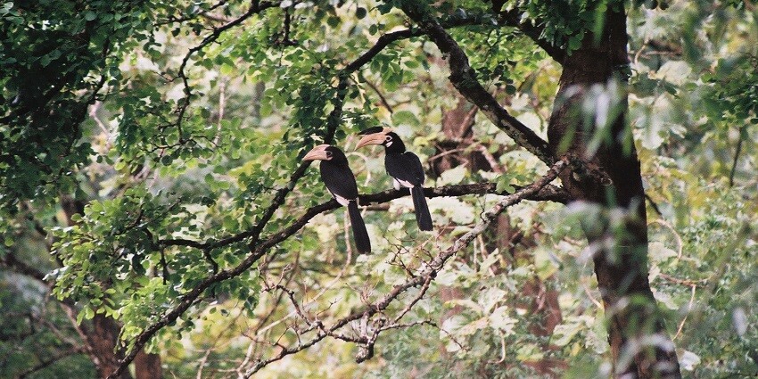 An image view of Silvassa's Dadra Wildlife Sanctuary with trekking trails