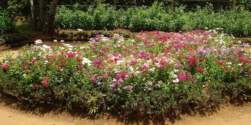 Flowers at the Sim’s Park, a famous place near the Nilgiri Biosphere Nature Park.