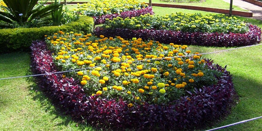 An image of the serene Sim’s Park, a place to go near Catherine Waterfalls Ooty.