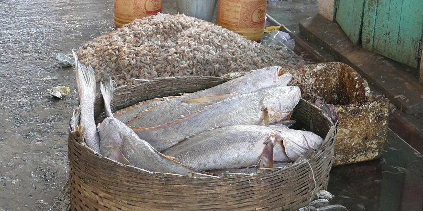 A picture of a local fish market in Goa with baskets full of fish
