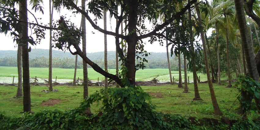 Green fields at Siolim Village, one of the scenic places to visit near Morjim.