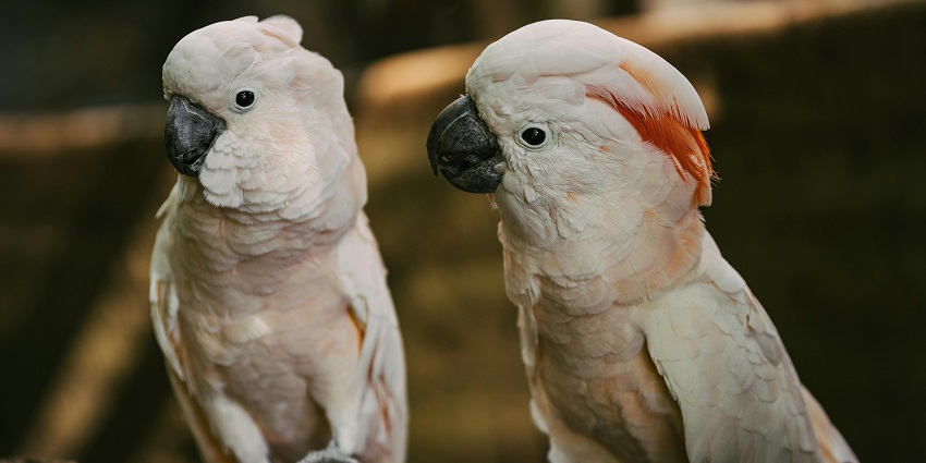 White birds perched on a branch in the natural habitat showcasing the rich wildlife.