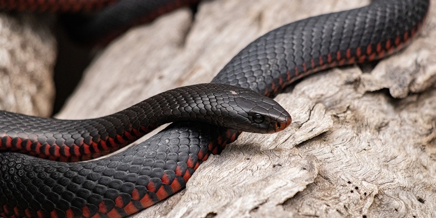Watch snakes in their habitat at the Snake Park.
