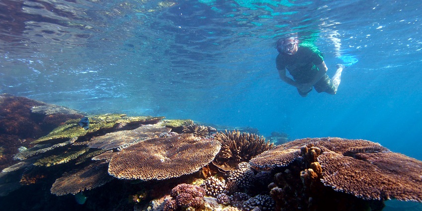 A person snorkelling in the bird’s head seascape, Raja Ampat, Indonesia, experiencing one of the things to do in indonesia.
