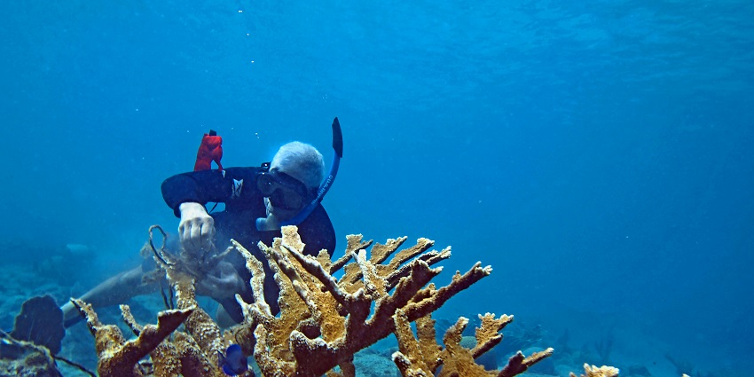 A picture of a snorkeller enjoying the colourful marine life at one of the Alibaug Beaches.