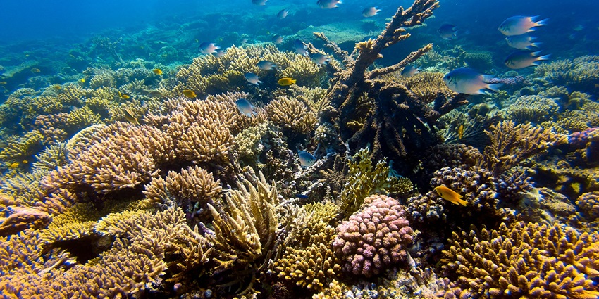 View of colourful aquatics and vast coral reefs under turquoise waters of the island.