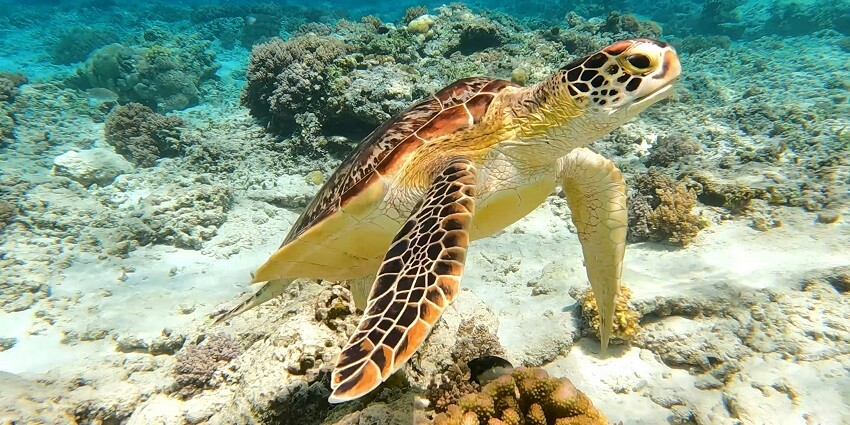 An image of a turtle clicked while snorkelling point on Gili Trawangan Island, Indonesia.