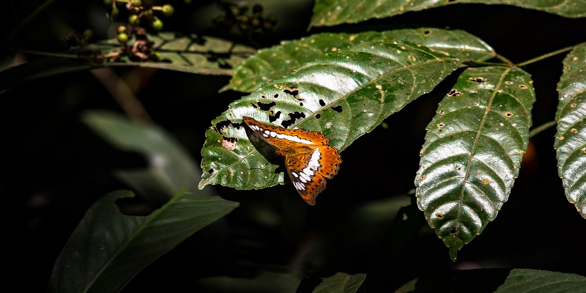 Dense forests of Someshwara Wildlife Sanctuary - one of the places to visit near Udupi.