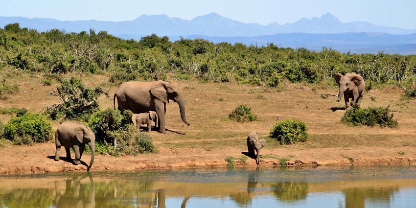 Herd of elephants beside a lake in Someshwara Wildlife Sanctuary in Western Ghats