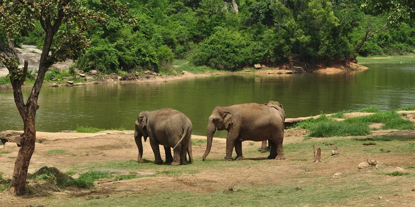 Elephants in Bannerghatta National Park, roaming freely amidst lush greenery and wildlife