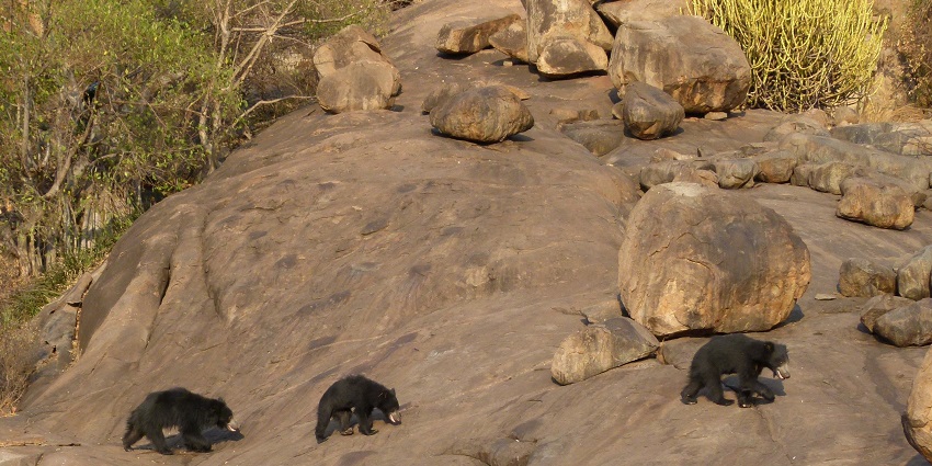 Daroji Sloth Bear Sanctuary, among famous tourist places in Ballari observes sloth bear.