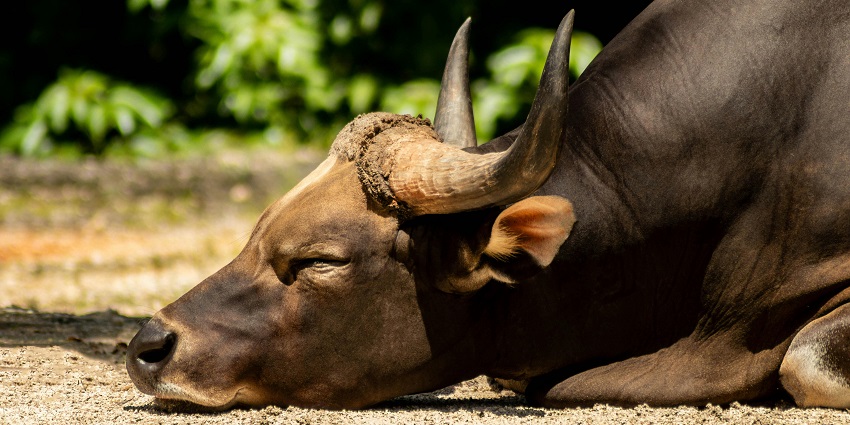 Sri Venkateswara Zoological Park is considered a famous place with nature at its best.