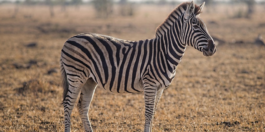 A glimpse of a zebra spotted at the sprawling rustic grounds of the Sri Venkateswara Park.
