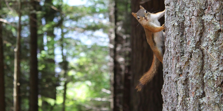 Image of a squirrel like the ones present in the Srivilliputhur grizzled squirrel sanctuary
