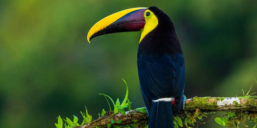 A glimpse of the Srivilliputhur Sanctuary, a hotspot for jungle safari near Chennai.