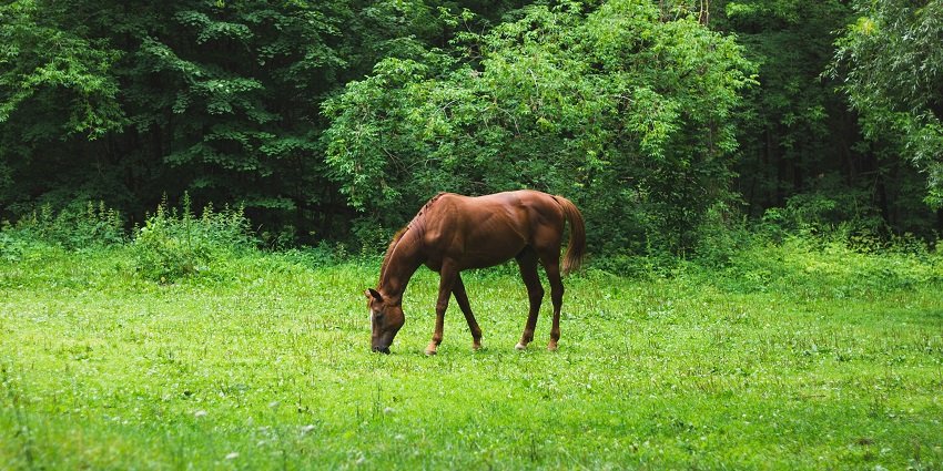 A horse standing on the lush green grounds of Stallions Valley Horse Riding Academy.