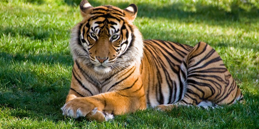 A tiger can be seen from the resorts of the region that are surrounded by lush greenery.