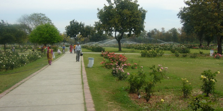 A serene view of Zakir Hussain Rose Garden with glowing flowers in Chandigarh.