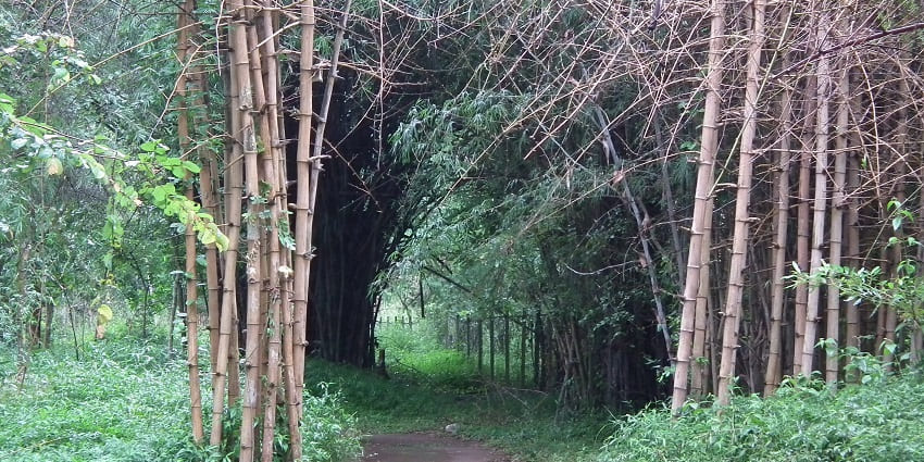 A bamboo grove with a walking path under soft sunlight, a top thing to do in Nisargadhama