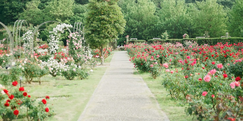 Stroll the lush lanes Lalbagh Botanical gardens, one of the best things to do in Marathahalli