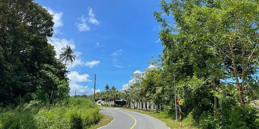 View of the North main road, aligned with lush trees on both sides
