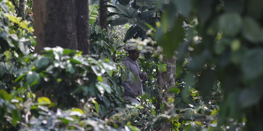 Plantation worker on a morning walk, showcasing the best things to do in Kodagu.