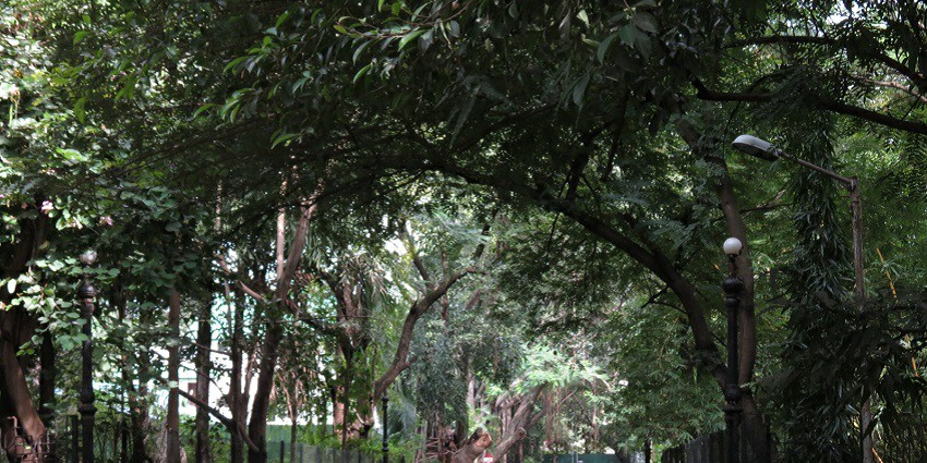 Beautiful landscape of Osho Teerth Park in Pune, featuring lush greenery, and serene water features.