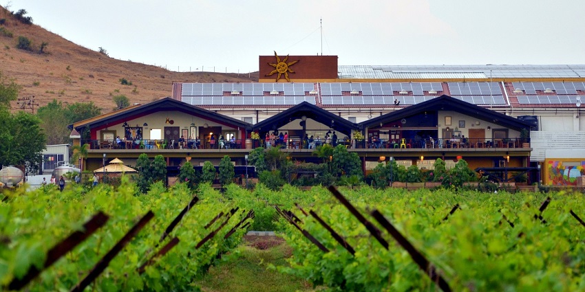 A glimpse of the lush green fields of Sula Vineyards, a tourist hotspot in Maharashtra.