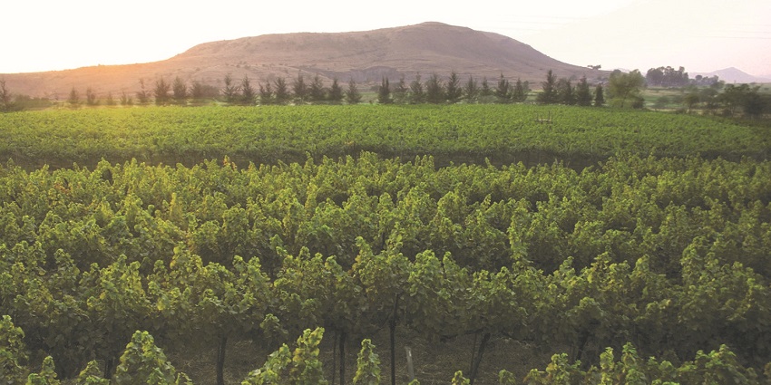 An image of Sula Vineyards, a famous place near Pandav Leni Caves, offers scenic views.