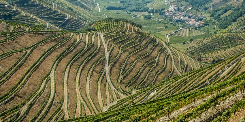 A glimpse of neatly trimmed Sula Vineyards, a tourist hotspot near Salota Fort.