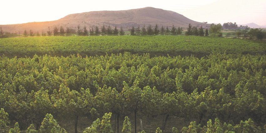 Sula Vineyards, a popular place near Anjaneri Fort, offers stunning views.