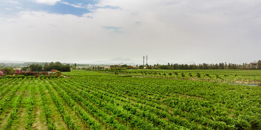 Landscape view of the beautiful Sula Grape Vineyards located near the Lonad Caves.