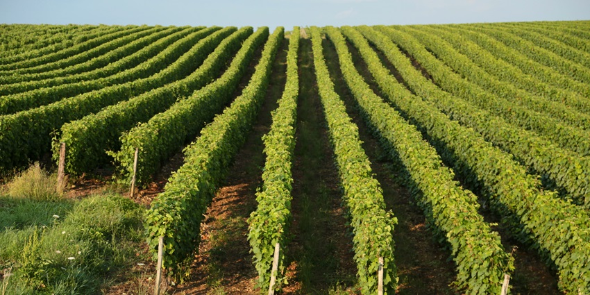 Fields of Sula Vineyards, one of the best places to visit near Aurangabad
