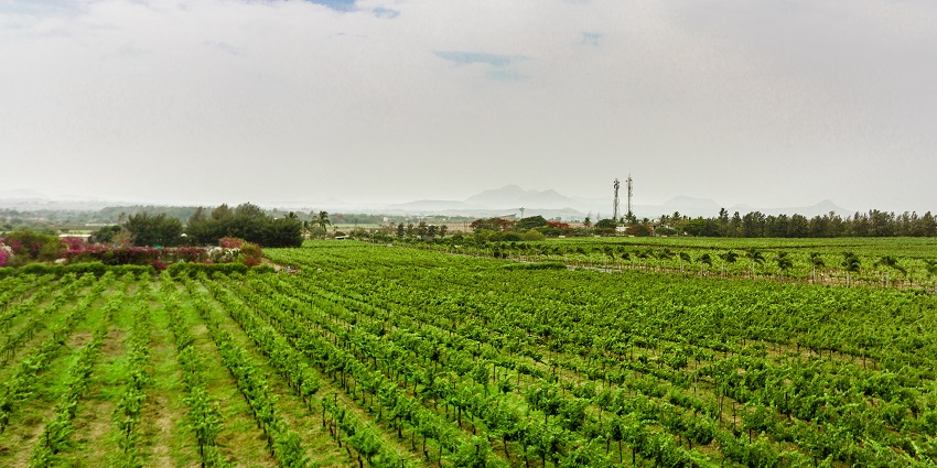 A vibrant theatre nestled among green vineyards showcasing scenic hills and blue skies.