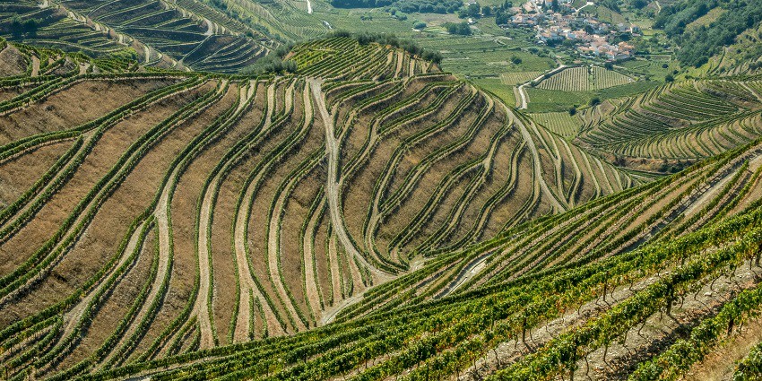 A view of Sula Vineyards, a popular tourist attraction near Shiv Ganga Water Park.