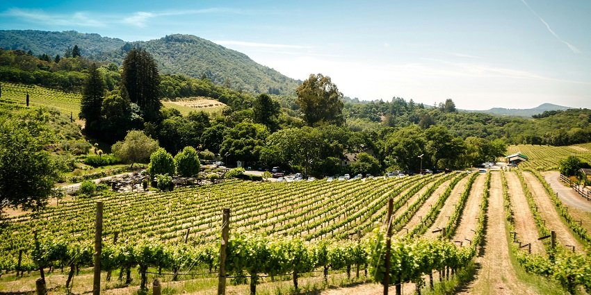 A glimpse of a lush green Sula Vineyards, one of the top places for camping in Nashik.