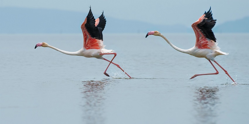 Sultanpur Bird Sanctuary is a birdwatcher’s paradise and the best spot for nature lovers.