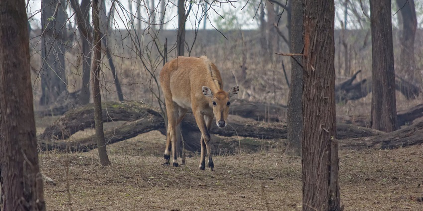 Panoramic image of the beautiful deer in the Sultanpur Bird Sanctuary near Gurgaon