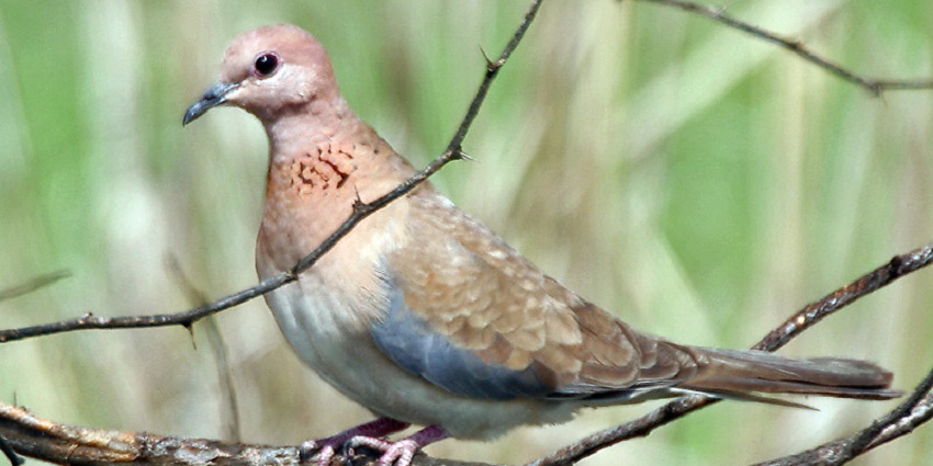 View a variety of migratory and domestic bird species at the Sultanpur Bird Sanctuary