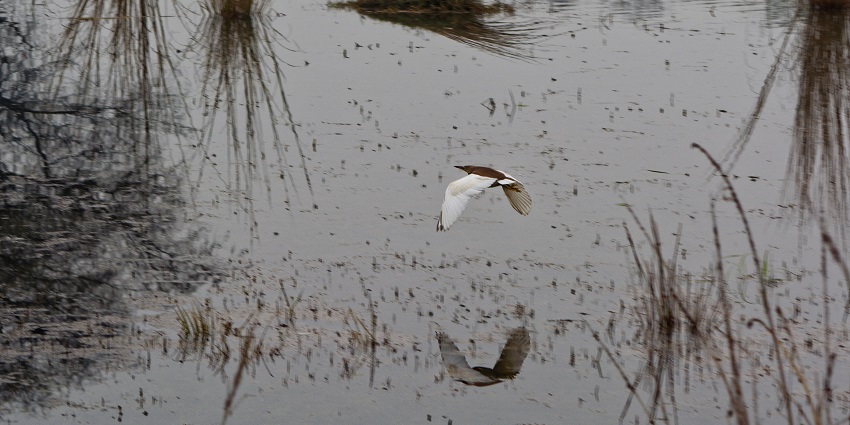 Ardeola bird at Sultanpur National Park, one of the famous places to visit near Gurgaon for weekend.