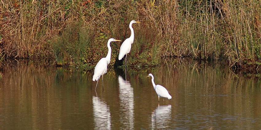 Sultanpur Bird Sanctuary is perfect to explore with loved ones with diverse wildlife.